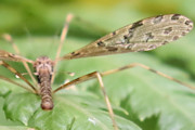 Crane Fly (Epiphragma meridionalis) (Epiphragma meridionalis)